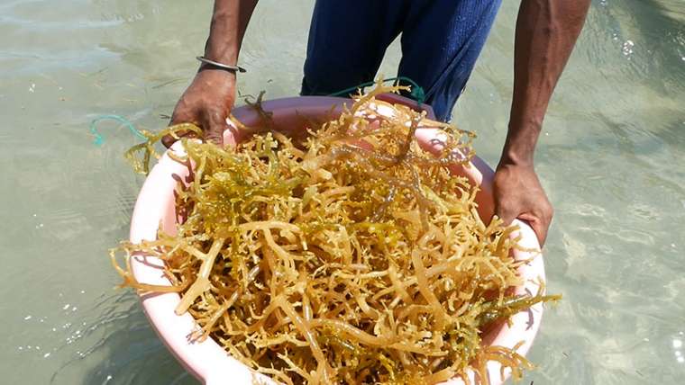 Madagascar seaweed farming Ocean Farmers harvest crops algae Toliara